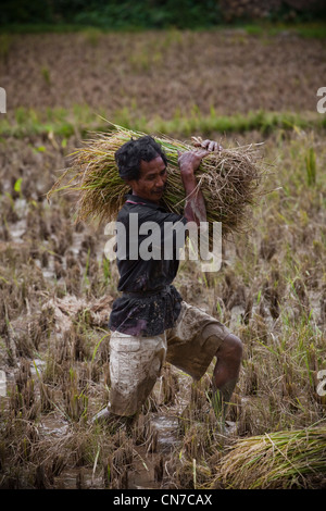 Les gens qui travaillent dans les rizières, l'Indonésie Sulawesi Toraja Rantepao, Pacifique, l'Asie du Sud Banque D'Images