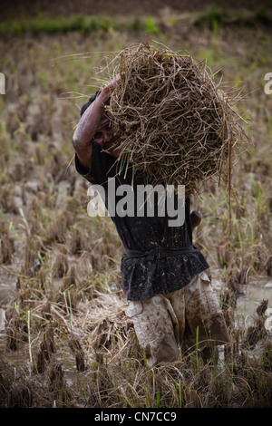 Les gens qui travaillent dans les rizières, l'Indonésie Sulawesi Toraja Rantepao, Pacifique, l'Asie du Sud Banque D'Images