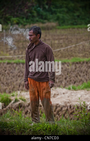 Les gens qui travaillent dans les rizières, l'Indonésie Sulawesi Toraja Rantepao, Pacifique, l'Asie du Sud Banque D'Images