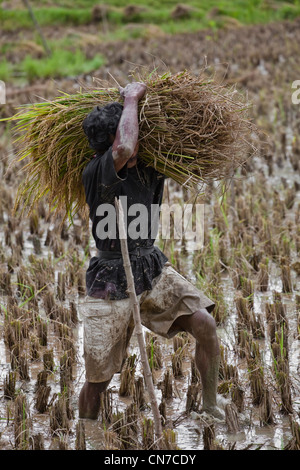 Les gens qui travaillent dans les rizières, l'Indonésie Sulawesi Toraja Rantepao, Pacifique, l'Asie du Sud Banque D'Images