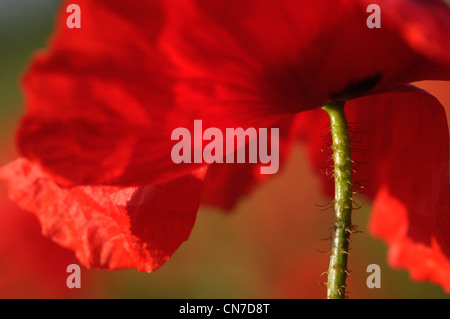 Un coquelicot dans la lumière du matin en soulignant la tige hérissée Banque D'Images