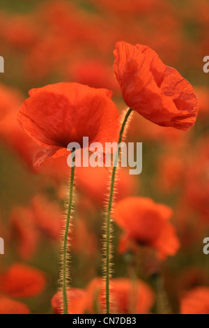 Deux beaux coquelicots avec domaine de poppy n'est pas mise au point en arrière-plan Banque D'Images