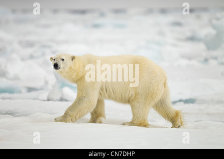 La Norvège, Svalbard, Nordaustlandet, l'ours polaire (Ursus maritimus) marchant sur la glace près de l'Phippsøya cassée Banque D'Images