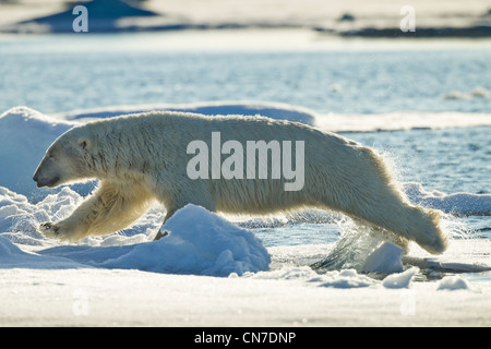 La Norvège, Svalbard, Nordaustlandet, feux de soleil du soir grand adulte mâle ours polaire (Ursus maritimus) sautant Banque D'Images