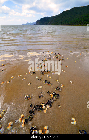 Des coquillages sur la plage, Great Barrier Island, New Zealand Auckland Banque D'Images