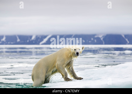 La Norvège, l'île de Spitsbergen, Svalbard, l'ours polaire (Ursus maritimus) Escalade sur melting iceberg dans le Fjord Woodfjorden (bois) Banque D'Images