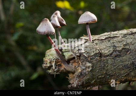 Certains petits champignons de la famille (Mycena galopus traite probablement Mycena, bonnet ou le lait-drop Mycena) sur une branche pourrie Banque D'Images