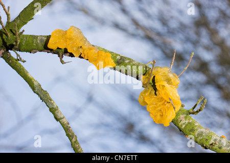 Cerveau jaune doré ou champignon champignon gelée (Tremella mesenterica) sur chêne. Banque D'Images