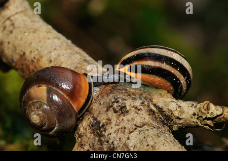 Brown-Lipped - escargot Cepaea nemoralis accouplement paire Banque D'Images