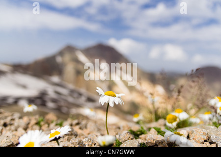 Fleurs sur la montagne du sud de l'Aragats, sommet de l'Arménie. Et le nord du pic est en arrière-plan. Banque D'Images