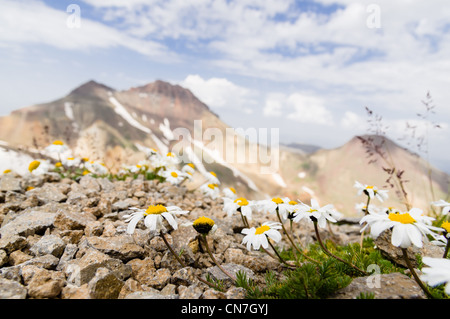 Fleurs sur la montagne du sud de l'Aragats, sommet de l'Arménie. Et le nord du pic est en arrière-plan. Banque D'Images