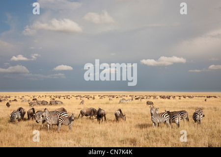 Des zèbres et des gnous troupeaux sur les plaines du Serengeti Banque D'Images
