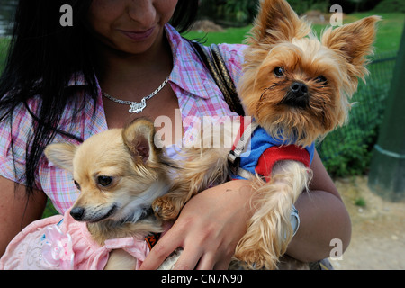 France, Paris, Bois de Boulogne, promenade de chiens Banque D'Images