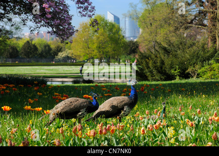 France, Paris, Bois de Boulogne, parc de Bagatelle, Peacock Banque D'Images