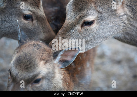 Deux cerfs sika n'en prenant soin d'un jeune cerf sika (lat. Cervus nippon) , lui nettoyage Banque D'Images