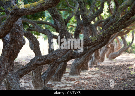 La Grèce, l'île de Chios, le sud de Chios est le seul endroit au monde où le mastic est extraite d'un arbre, le Pistacia Banque D'Images