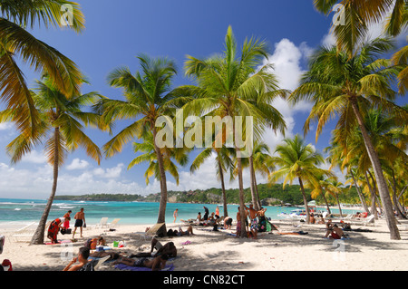 La France, la Guadeloupe (French West Indies), Grande Terre, Sainte Anne, les vacanciers sous les cocotiers de la plage de la Caravelle Banque D'Images