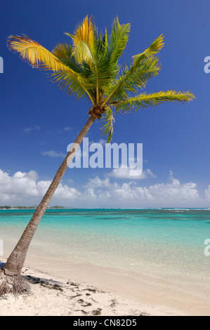 La France, la Guadeloupe (French West Indies), Grande Terre, Sainte Anne, coco arbres de la plage de la Caravelle ou plage de la Banque D'Images