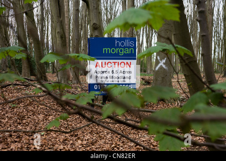 L'encanteur signe qui annonce une prochaine vente aux enchères des bois pour les terres privées en Amérique du Somerset. Banque D'Images