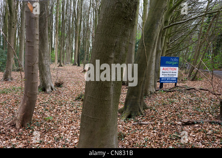 L'encanteur signe qui annonce une prochaine vente aux enchères des bois pour les terres privées en Amérique du Somerset. Banque D'Images