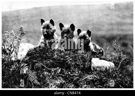 Scotch-terrier chiots Banque D'Images