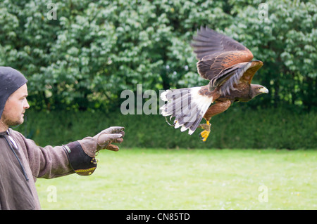 Harris hawk prend son envol à partir de Falconer habillé en costume médiéval Banque D'Images