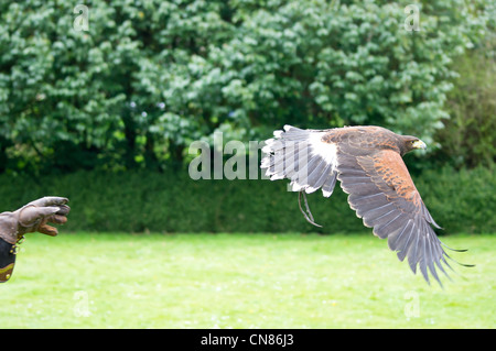 Harris hawk prend son envol à partir de Falconer habillé en costume médiéval Banque D'Images