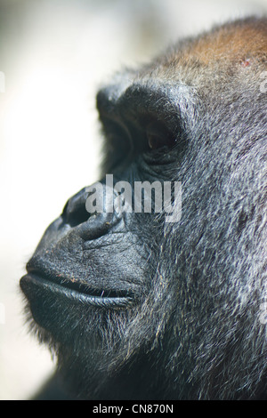 Profil de gorille de plaine de l'Ouest Banque D'Images