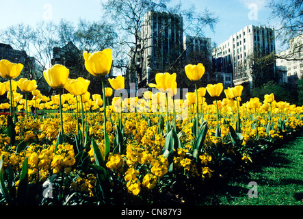 Embankment Gardens, Londres, giroflées, tulipes jaune Le Strand, England UK English parcs parc Printemps Banque D'Images