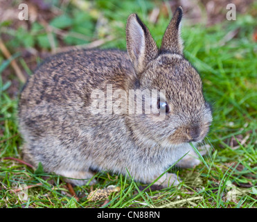 Juvenile européen Lapin (Oryctolagus cuniculus), Royaume-Uni Banque D'Images