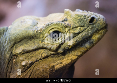 Portrait de l'Iguane rhinocéros - Cyclura cornuta Banque D'Images