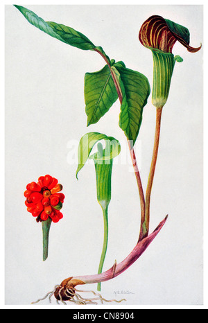 D'abord publié 1915 Jack in the pulpit Arisaema triphyllum Banque D'Images