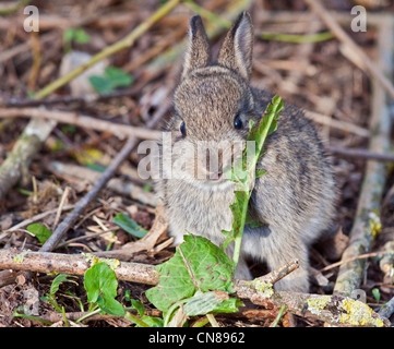 Juvenile européen Lapin (Oryctolagus cuniculus), Royaume-Uni Banque D'Images