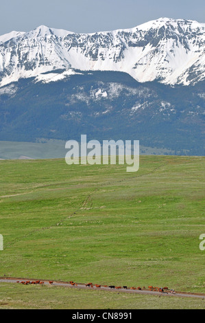 Transport de bétail sur l'Oregon's Prairie Zumwalt. La Wallowa montagnes sont à l'arrière-plan. Banque D'Images