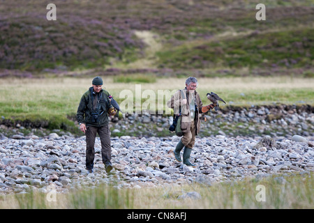 Royaume-uni, Ecosse, Falconer avec le Faucon pèlerin (Falco peregrinus) Banque D'Images