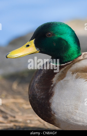 Canard colvert - Anas platyrhynchos portrait, England, UK Banque D'Images