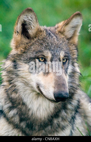 Loup gris ou gris - Canis lupus, USA Banque D'Images
