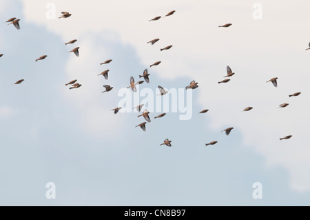 Troupeau de Linnet en vol sur fond de ciel bleu et nuages, réserve naturelle de Rye Harbour, Sussex, UK Banque D'Images