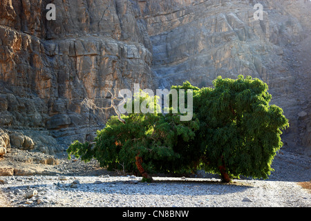 Landschaft im Gebiet, Jebel Harim, dans der omanischen Khrofakkan Enklave, Oman Banque D'Images