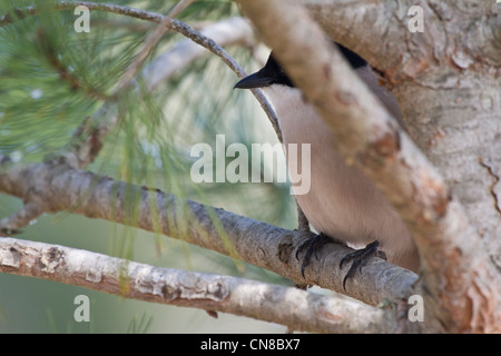 Azure-winged Magpie (Cyanopica cyanus) Banque D'Images