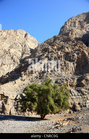 Landschaft im Gebiet, Jebel Harim, dans der omanischen Khrofakkan Enklave, Oman Banque D'Images