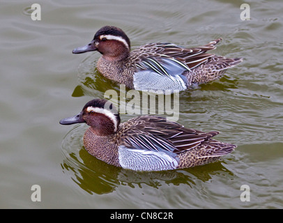 Sarcelle d'été (Anas querquedula) Drakes, UK Banque D'Images