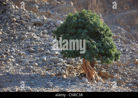 Landschaft im Gebiet, Jebel Harim, dans der omanischen Khrofakkan Enklave, Oman Banque D'Images