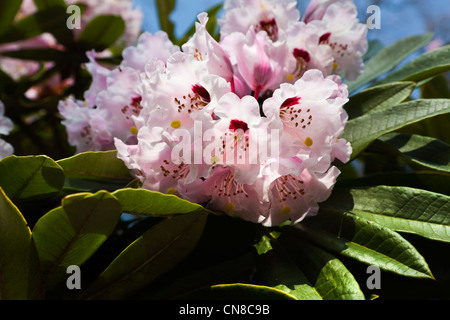 Arbre généalogique de Rhododendron. Belle rose en herbe arbre à fleurs de printemps dans la lumière du soleil glorieux Banque D'Images