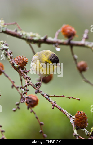 Eurasian Siskin Carduelis spinus (mâle) Banque D'Images