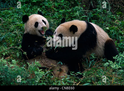 Chine, deux pandas de Wolong, manger ensemble bambou Banque D'Images