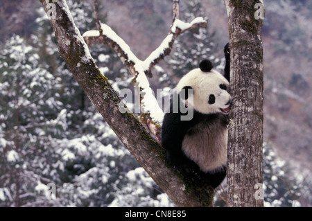 Panda cub jouant sur l'arbre en hiver, Wolong, Province du Sichuan, Chine Banque D'Images