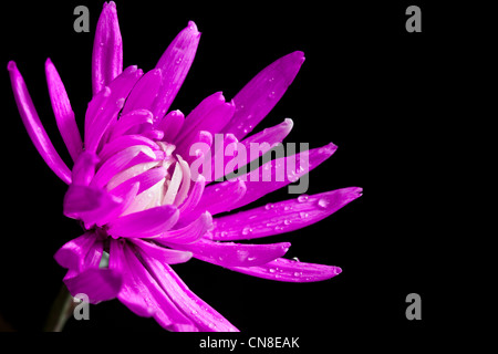 Fleurs Chrysanthème rose Banque D'Images