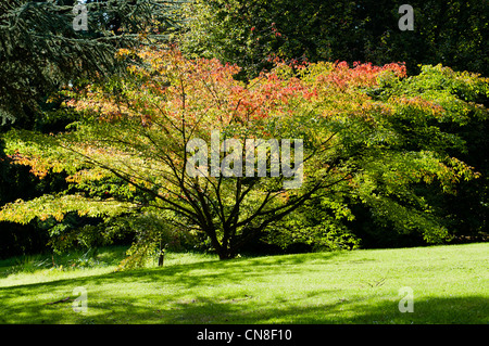 ACER CISSIFOLIUM BATSFORD ARBORETUM À Banque D'Images