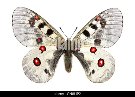 Petit Apollon (Parnassius phoebus) Banque D'Images